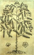 Tavola tratta da: Francisco Hern&aacute;ndez, Rerum medicarum Novae Hispaniae thesaurus seu plantarum animalium mineralium Mexicanorum historia &hellip;, Romae, 1649