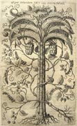Tavola tratta da: Francisco Hern&aacute;ndez, Rerum medicarum Novae Hispaniae thesaurus seu plantarum animalium mineralium Mexicanorum historia &hellip;, Romae, 1649