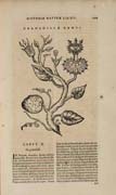 Tavola tratta da: Juan Eusebio Nieremberg, &hellip; accedunt de miris et miraculosis naturis in Europ&acirc; libri duo: item de iisdem in terr&acirc; Hebraeis promiss&acirc; liber vnus. Anversa, 1635